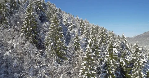 Neverending Forest Covered In Cold Snow Stock Footage 71019309