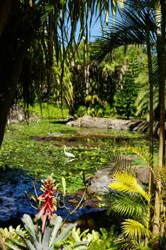 Nevis Botanical Garden, Nevis, St. Kitts and Nevis, Leeward Islands, West Stock Photos