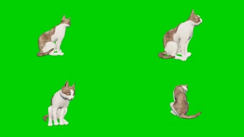 New 3D animated cats isolated on a green screen. Perfect for VFX compositing 스톡 동영상 329596151