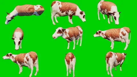 New 3D animated cows isolated on a green screen. Perfect for VFX compositing 스톡 동영상 329596245
