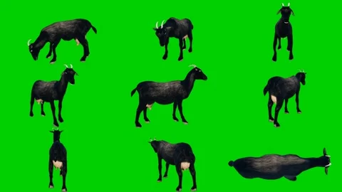 New 3D animated goat isolated on a green screen. Perfect for VFX compositing Stock-Footage 329596164