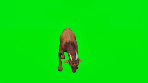 New 3D animated goats isolated on a green screen. Perfect for VFX 스톡 동영상 329596357