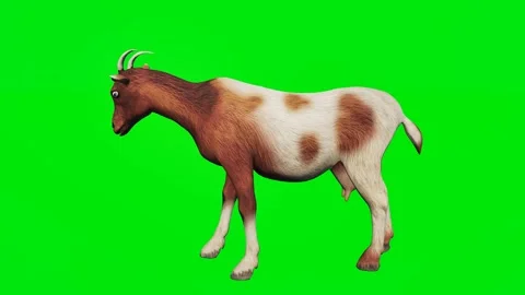 New 3D animated goats isolated on a green screen. Perfect for VFX Video stock 329596369