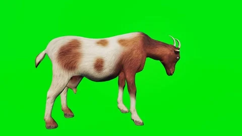 New 3D animated goats isolated on a green screen. Perfect for VFX Stock-Footage 329596378