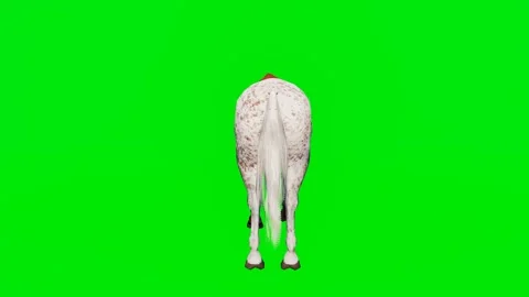 New 3D animated horse isolated on a green screen. Perfect for VFX Stock Footage 329596353