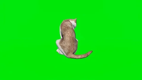 New 3D animated kitty isolated on a green screen. Perfect for VFX Video stock 329596428