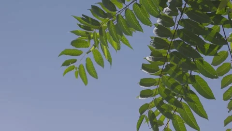 New acacia branches sway in the wind against a blue sky Stock Footage 344993272