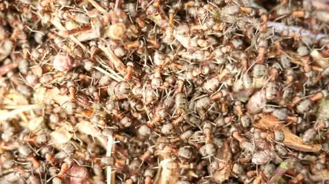 New ant colony start building  new anthill. Ant colony is the basic family unit Video stock 64208189