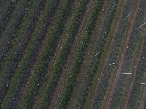 New apple orchard Stock Footage 85115258