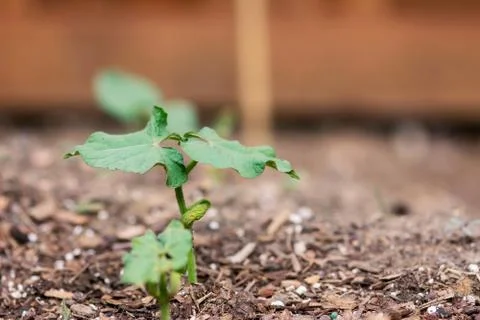 New Bean Seedling Foto stock
