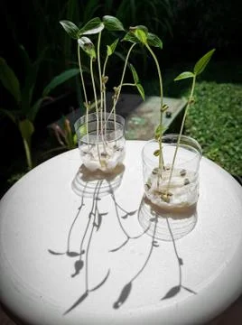 New bean sprouts Stock Photos