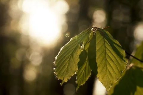 New beech leaves with back light Stock Photos