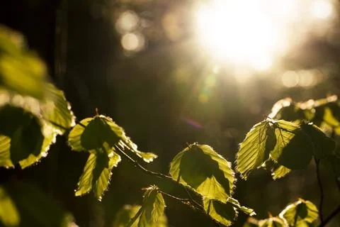 New beech leaves with back light Stock Photos