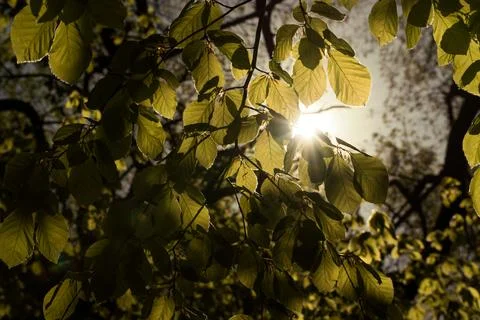 New beech leaves with back light Stock Photos