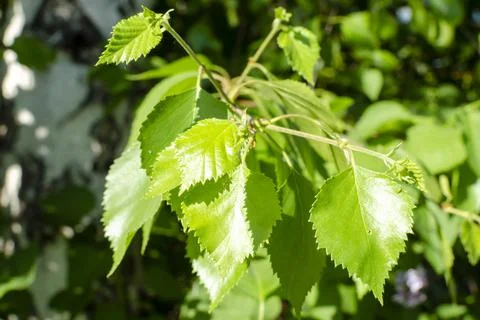 New birch leaf close up. spring bright day 스톡 사진