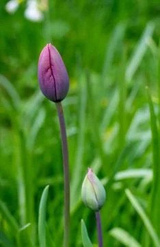 New Bloom Stock Photos