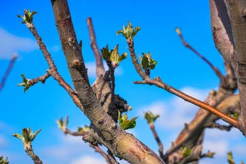 New blooming and budding apple tree in spring Stock Photos