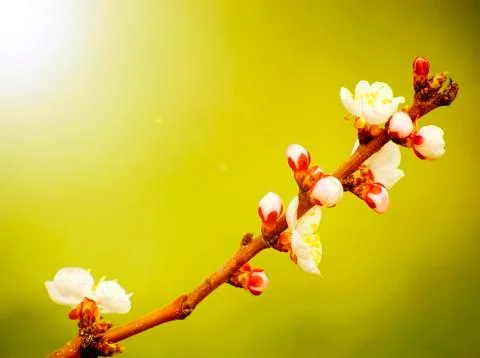 New blossoms budding on early spring day Stock Photos