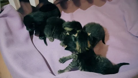 New born baby kittens moving together in a cat basket Stock Footage 103689341
