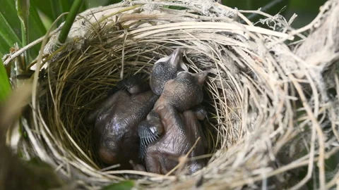 New born bird without feathers. Birds sleeping in nest . close up.	 Stock Footage 132000987