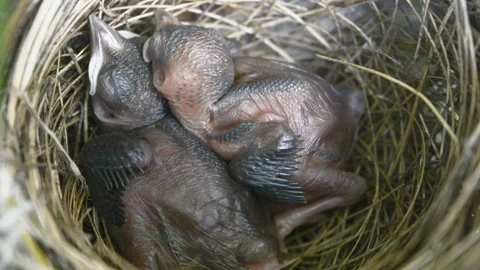 New born bird without feathers. Birds sleeping in nest waiting for mother to bri Stock Footage 132001125