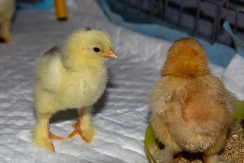 New born bramha chicks of 4 days old Foto stock