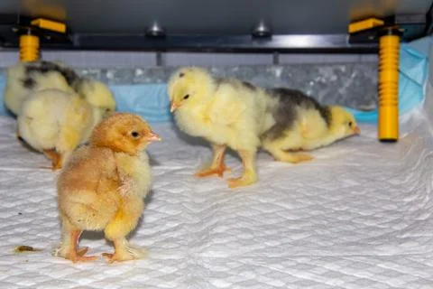 New born bramha chicks of 4 days old Stock Photos