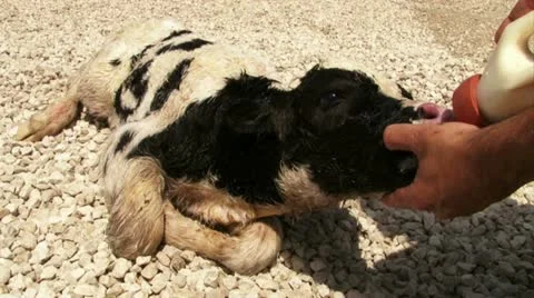 New born calf drinking from feeding bottle Stock Footage 20512573