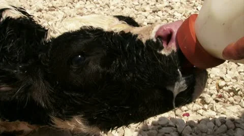 New born calf drinking from feeding bottle Stock Footage 20512574