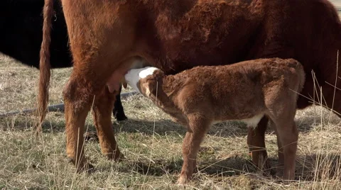 New born calf eats milk from mother cow 4K 005 Stock Footage 48188480