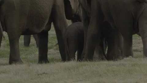 New born calf Stock Footage 292827526