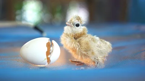 New born chicken with egg shell new life concept Stock-Footage 129722982