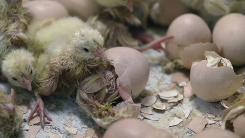 New born chicks getting out of eggs shells, slow motion 200fps, chicken farm Video stock 119477859