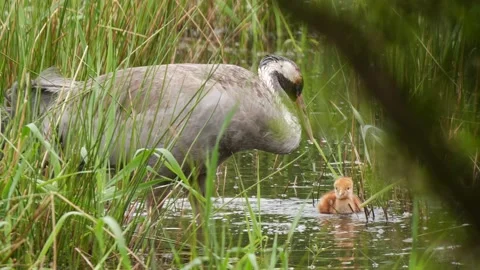 New born crane chick explores it's new habitat Stock Footage 179998840