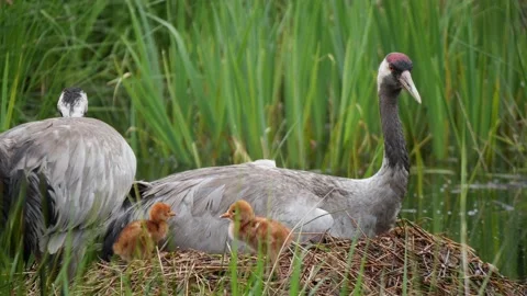 New born crane chicks explore their nest Stock Footage 179994109