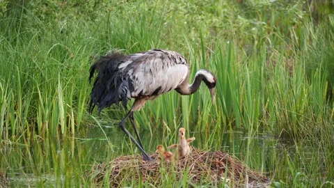New born crane chicks see the light of the world Stock Footage 179975802