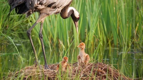 New born crane chicks see the light of the world Stock Footage 179983576