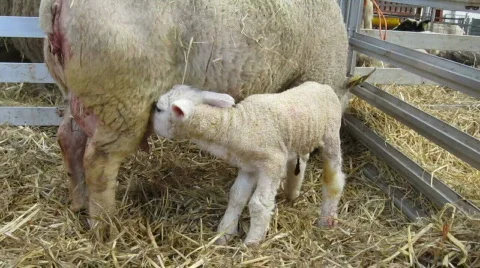 New born easter lam Stock Footage 659538