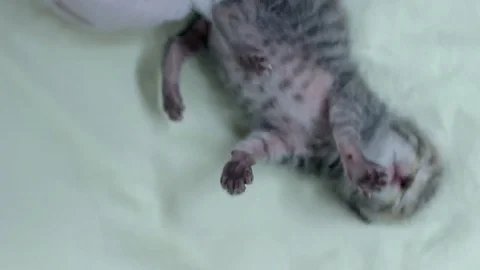 New born kitten Stock Footage 128098873