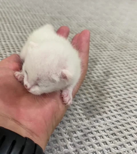 New born kitten Stock Footage 159581750