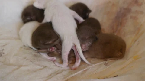 New born kittens get comfortable Stock Footage 37678784
