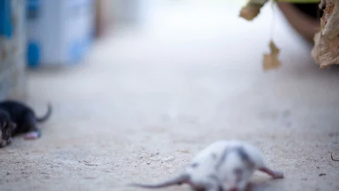 New Born Kitty on Ground Stock Footage 116129670