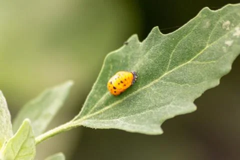 New born ladybug eclosing on a green leaf as switch from larva to ladybug Stock Photos