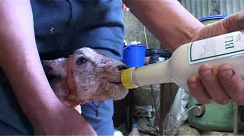 New-born lamb being bottle fed milk Stock Footage 10587107