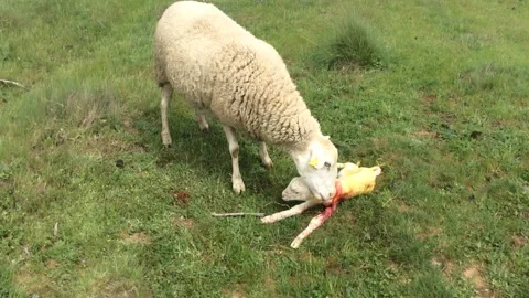 New born lamb Stock Footage 283998455