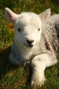 New born lamb Stock Photos