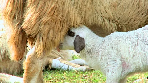 洋楽 Lamb and Mutton / mama!milk Motherlove More Milk® Special Blend, Breastfeeding Support