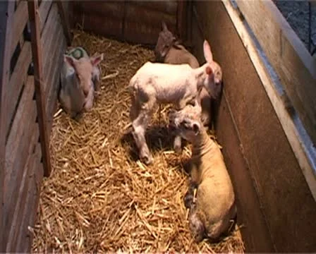 New-born lambs in barn Stock Footage 10585266