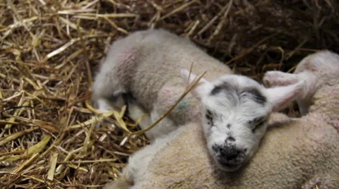 New born lambs in a barn Stock Footage 47488311