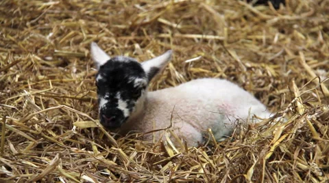 New born lambs in a barn Stock Footage 47488524